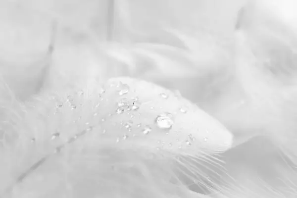 Beautiful fluffy bird feathers with water drops on white background, closeup