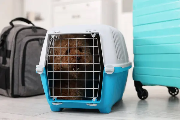 Travel with pet. Cute dog in carrier, backpack and suitcase indoors