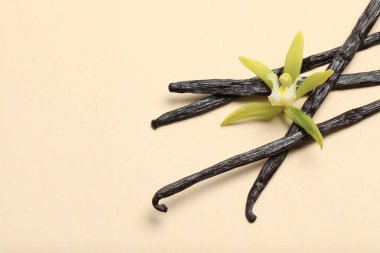 Vanilya kabukları ve bej arka planda güzel bir çiçek, üst manzara. Metin için boşluk