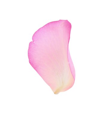 Yumuşak pembe gül yaprağı beyaz üzerinde izole