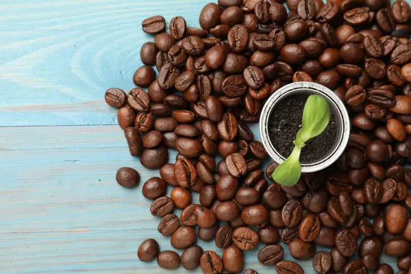 Coffee capsule with seedling and beans on light blue wooden table, flat lay. Space for text