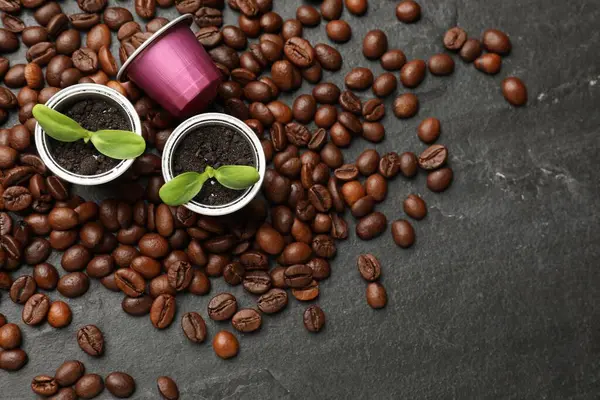 Coffee capsules with seedlings and beans on black table, flat lay. Space for text