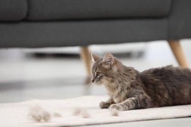 Şirin kedi ve evcil hayvan kılı. Kapalı mekanda, mesaj için yer var.
