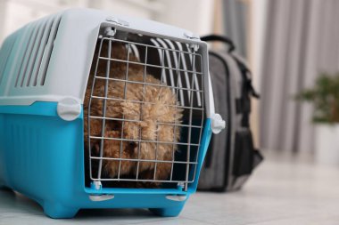 Evcil hayvanla seyahat et. Kapalı bir yerde, posta kutusunda şirin bir köpek, mesaj için de yer var.