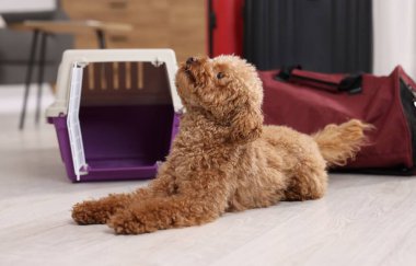 Evcil hayvanla seyahat et. Şirin köpek, taşıyıcı ve çanta.