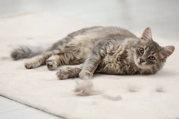 Cute cat and pet hair on carpet indoors