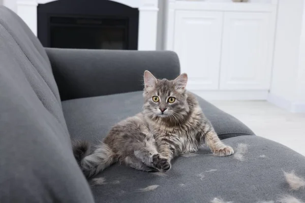 Cute cat and pet hair on grey sofa indoors