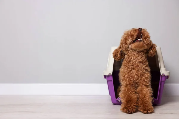 Travel with pet. Fluffy dog in carrier on floor indoors, space for text