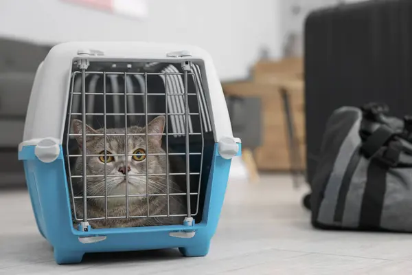 Travel with pet. Cute cat in carrier at home