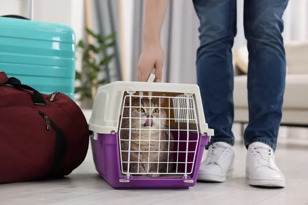 Travel with pet. Man near carrier with cute cat at home, closeup