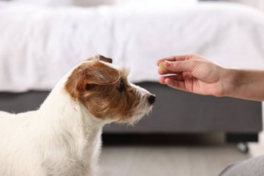 Sahibi evcil hayvanına vitamin veriyor, yakın plan.