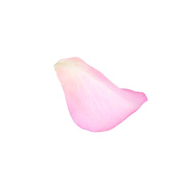 Yumuşak pembe gül yaprağı beyaz üzerinde izole