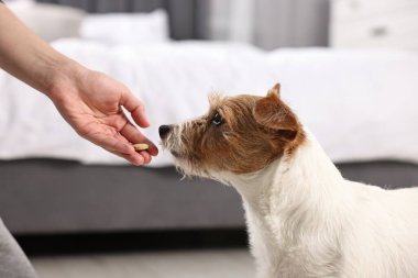 Sahibi evcil hayvanına vitamin veriyor, yakın plan.