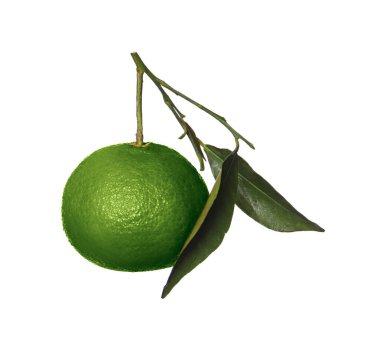 Yeşil mandalina beyaza izole edilmiş. Citrus meyvesi.