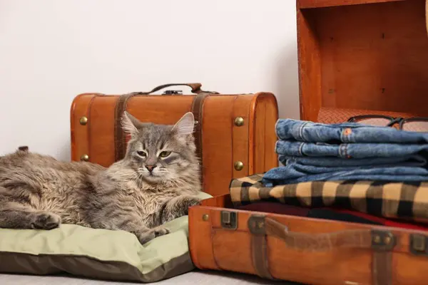 Travel with pet. Cat, clothes and suitcases indoors