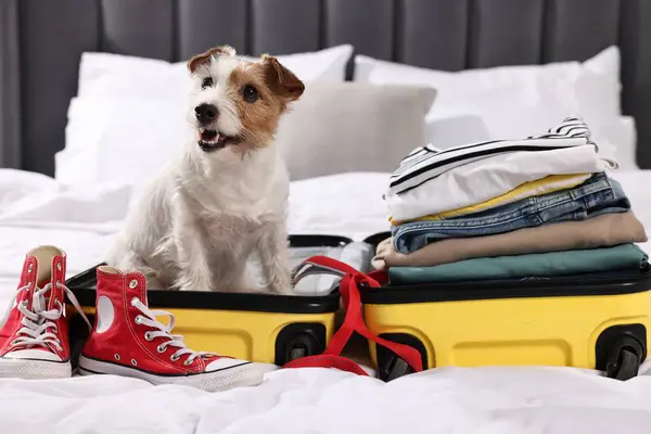 Travel with pet. Dog, clothes, shoes and suitcase on bed indoors