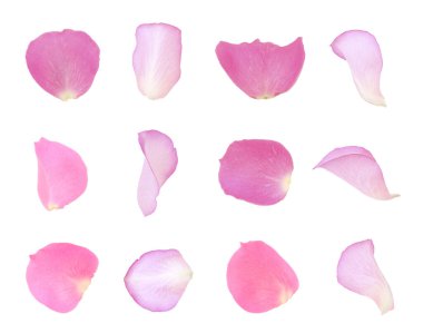 Pembe gül yaprakları beyaza izole edilmiş.