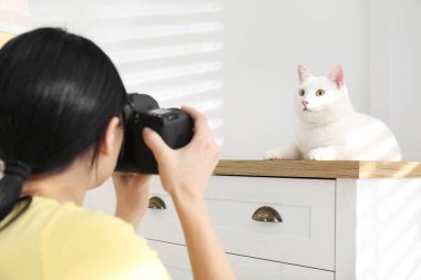 Profesyonel hayvan fotoğrafçısı içeride güzel beyaz kedi fotoğrafı çekiyor.
