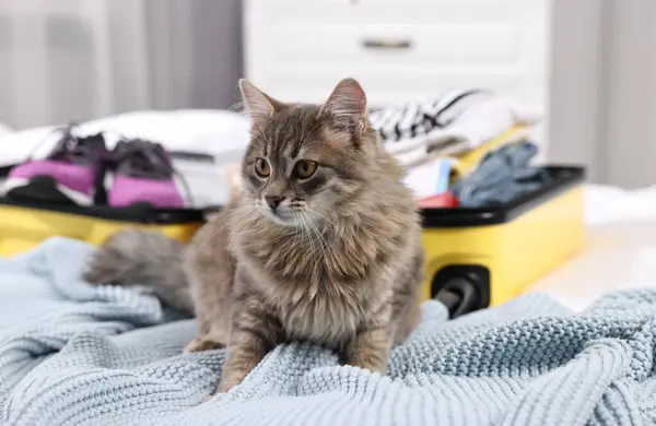 Travel with pet. Cat, clothes and suitcase on bed indoors