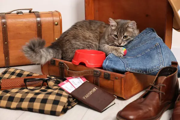 Travel with pet. Cat, clothes, passport, tickets and suitcases indoors