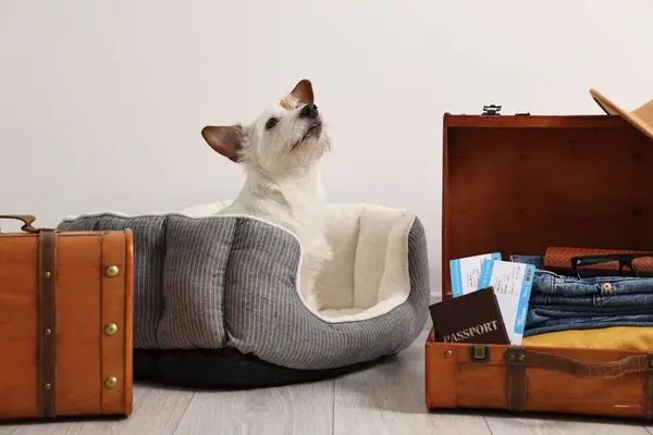 Travel with pet. Dog, clothes, passport, tickets and suitcases indoors