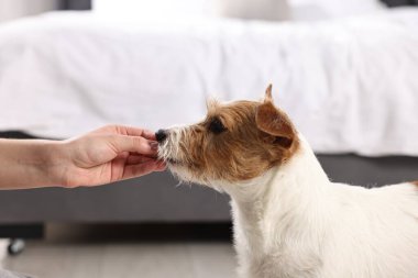 Sahibi evcil hayvanına vitamin veriyor, yakın plan.