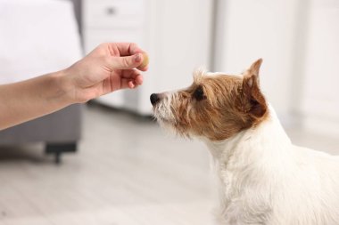 Sahibi evcil hayvanına vitamin veriyor, yakın plan.