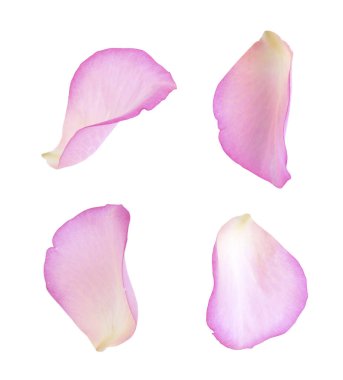 Pembe gül yaprakları beyaza izole edilmiş.