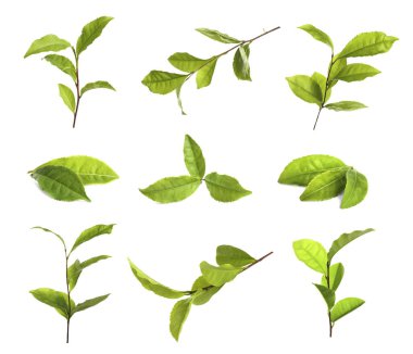 Taze yeşil çay yaprakları beyaz üzerine izole edilmiş.