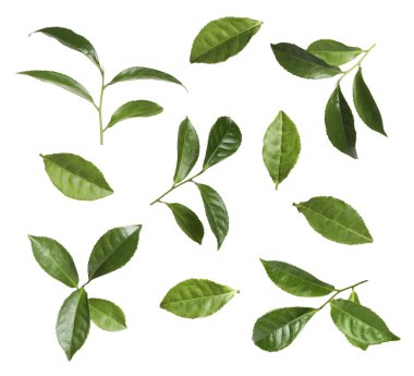 Taze yeşil çay yaprakları beyaz üzerine izole edilmiş.