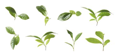 Taze yeşil çay yaprakları beyaz üzerine izole edilmiş.