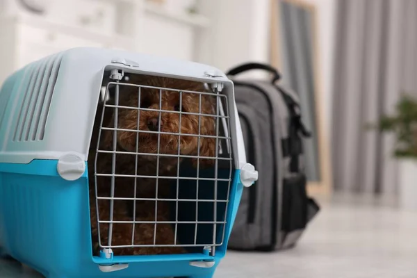 Travel with pet. Cute dog in carrier on floor indoors, space for text