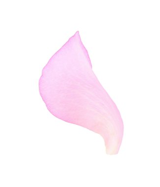 Yumuşak pembe gül yaprağı beyaz üzerinde izole