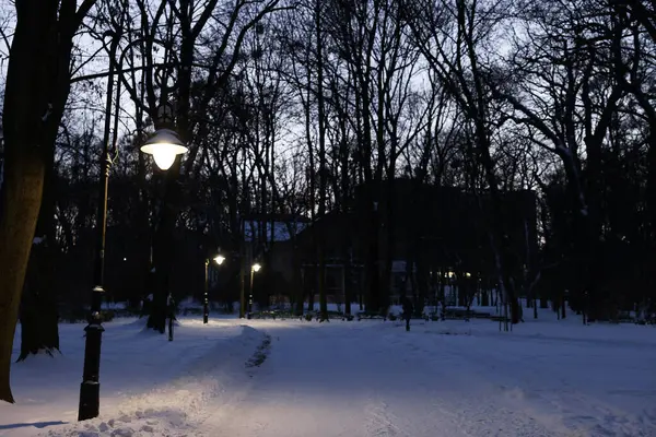 Trees, street lamps and pathway covered with snow in evening park