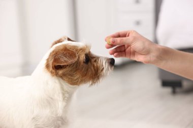 Sahibi evcil hayvanına vitamin veriyor, yakın plan.