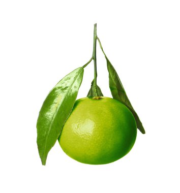 Yeşil mandalina beyaza izole edilmiş. Citrus meyvesi.
