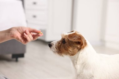 Sahibi evcil hayvanına vitamin veriyor, yakın plan.