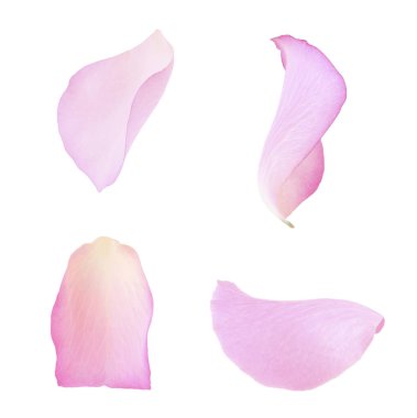 Pembe gül yaprakları beyaza izole edilmiş.