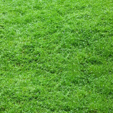 Arka plan olarak taze yeşil çimenler, yakın plan