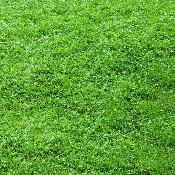 Arka plan olarak taze yeşil çimenler, yakın plan