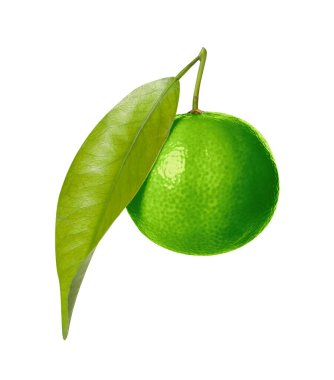 Yeşil mandalina beyaza izole edilmiş. Citrus meyvesi.
