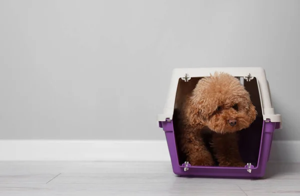 Travel with pet. Fluffy dog in carrier on floor indoors, space for text