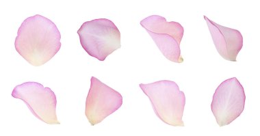 Pembe gül yaprakları beyaza izole edilmiş.