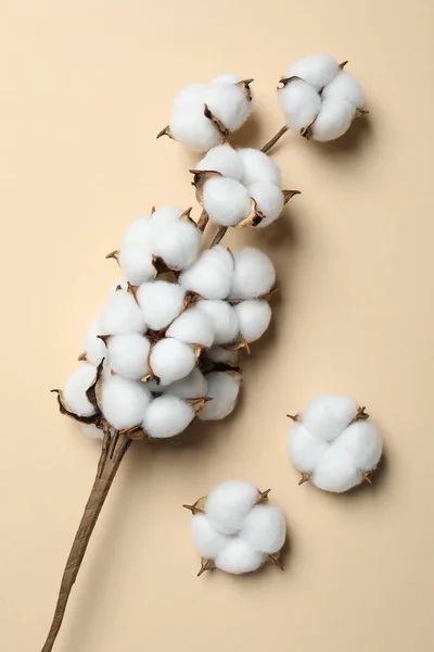 Beautiful cotton branch with fluffy flowers on beige background, flat lay