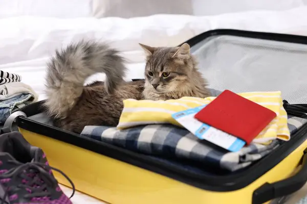 Travel with pet. Clothes, cat, passport and suitcase on bed indoors
