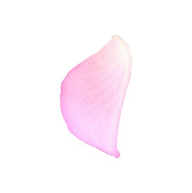 Yumuşak pembe gül yaprağı beyaz üzerinde izole