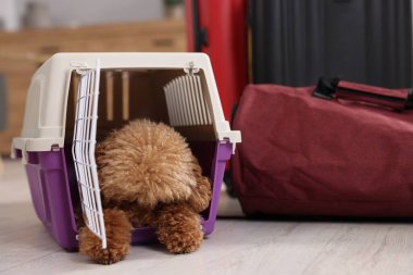 Evcil hayvanla seyahat et. Kapalı alanda, taşıyıcıda tüylü bir köpek.