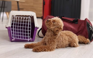 Evcil hayvanla seyahat et. Şirin köpek, taşıyıcı ve çanta.