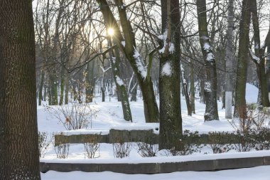 Karlı parktaki ağaçların arasından parlayan güneş ışınları