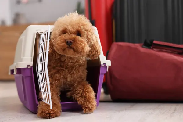 Travel with pet. Fluffy dog in carrier on floor indoors